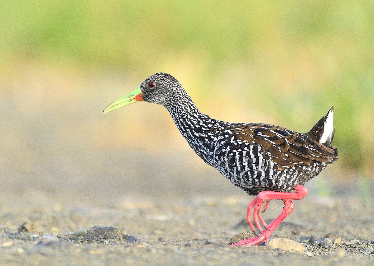 Spotted Rail - Fredy Ruiz