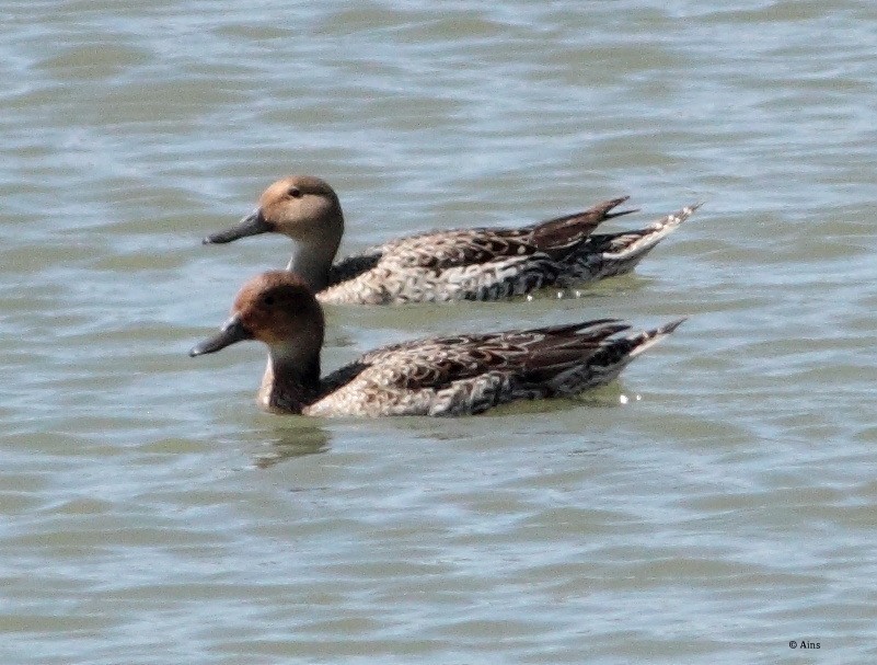 Northern Pintail - ML168314241