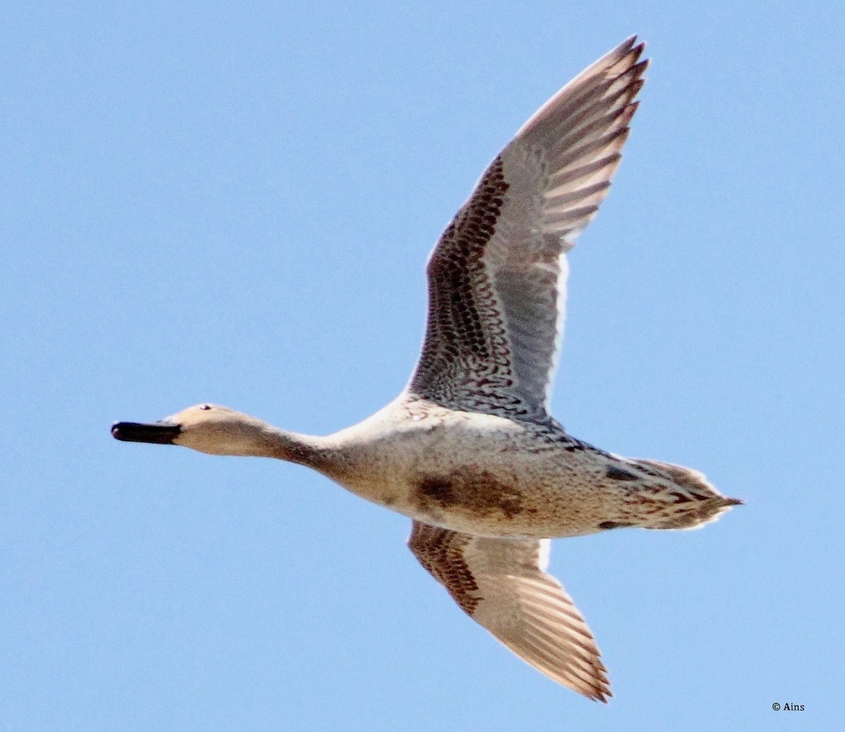 Northern Pintail - ML168314251