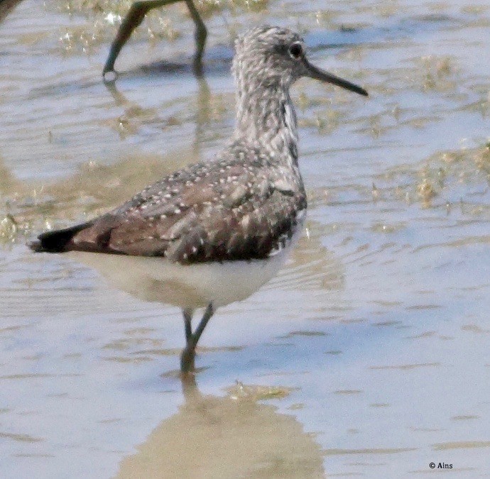 Green Sandpiper - ML168314431