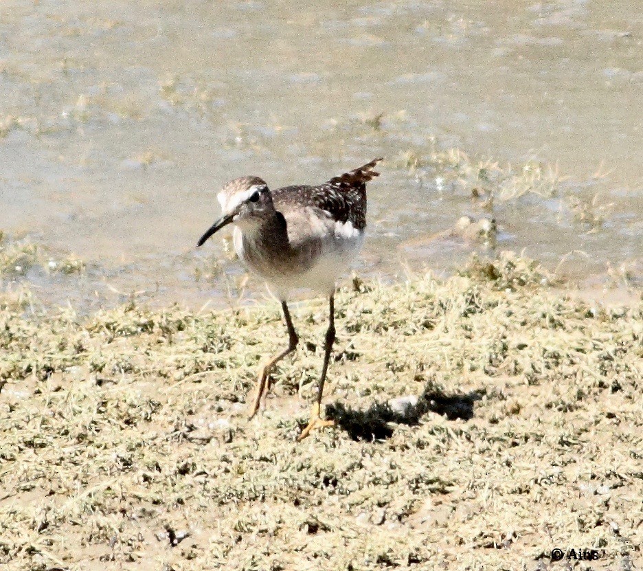 Wood Sandpiper - Ains Priestman