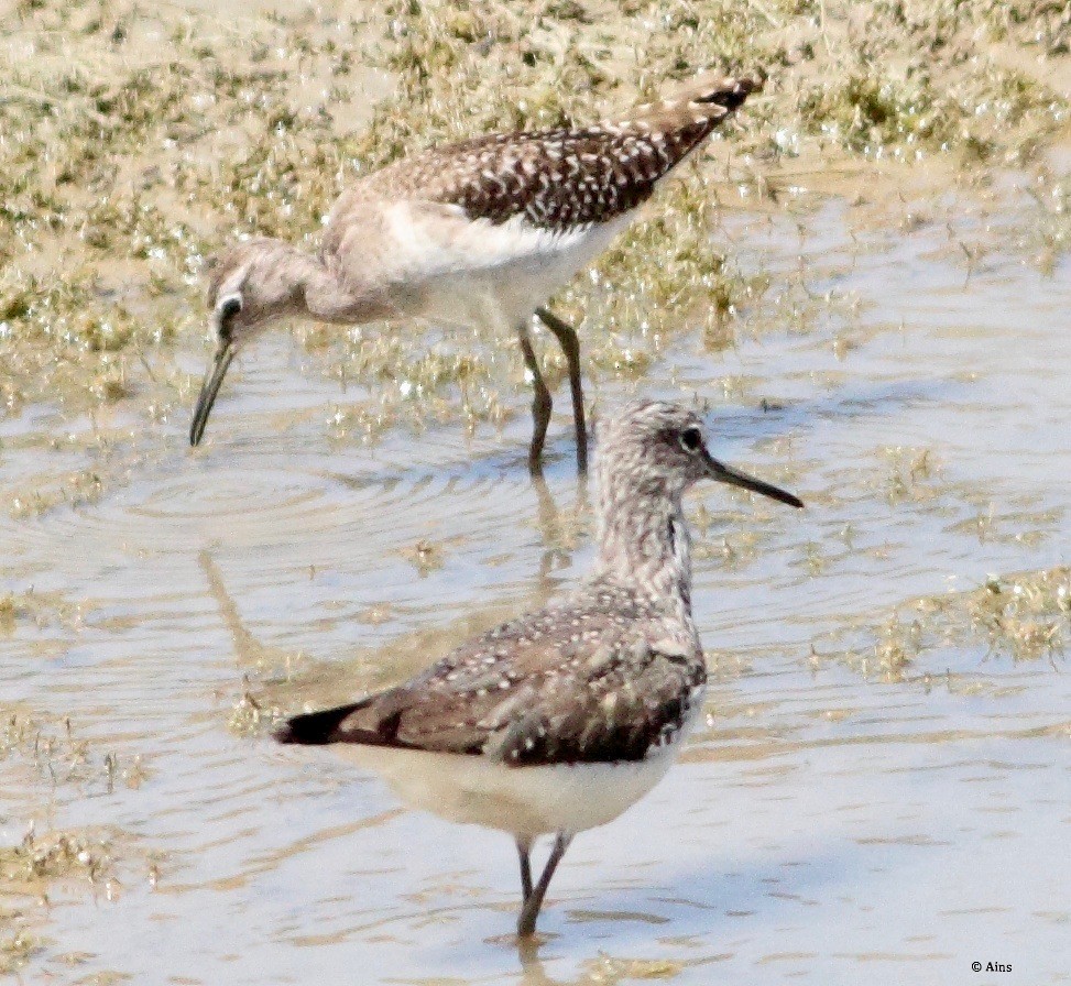 Wood Sandpiper - ML168314601