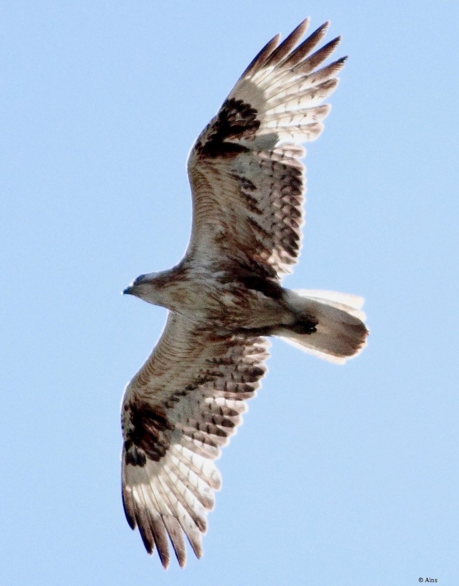 Long-legged Buzzard - ML168314761