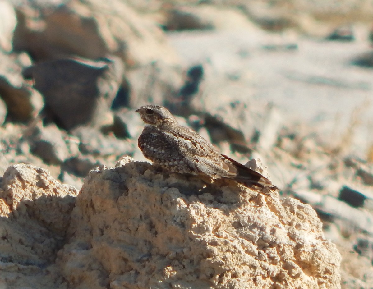 Lesser Nighthawk - Teale Fristoe