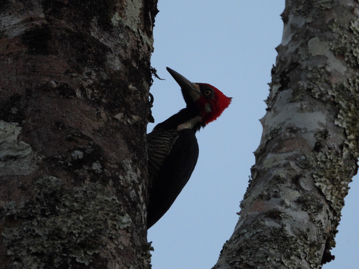 Crimson-crested Woodpecker - ML168316051
