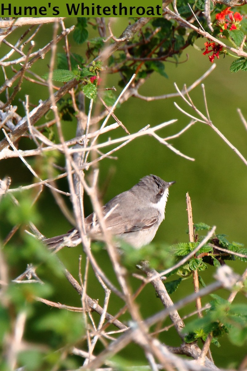 Lesser Whitethroat (Hume's) - ML168316121