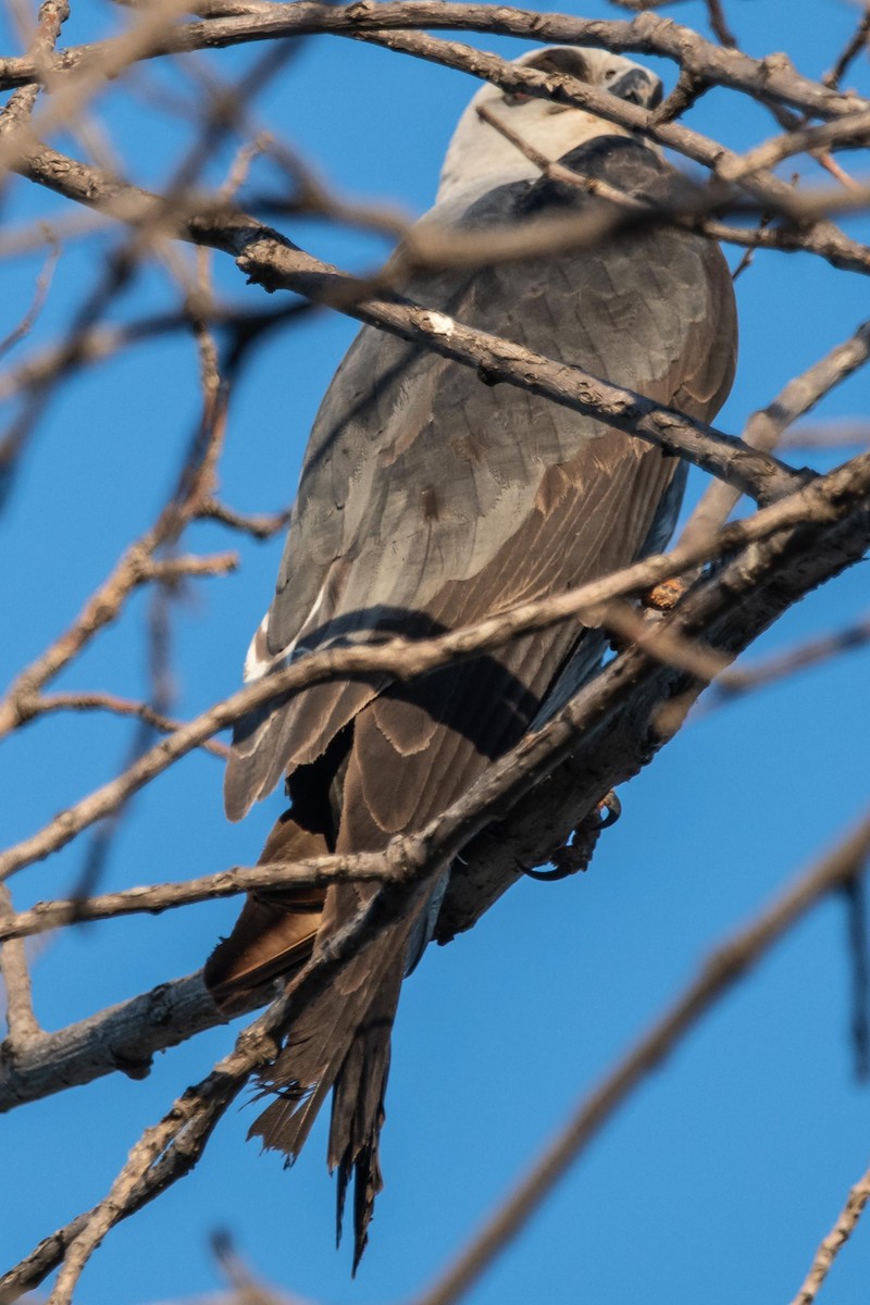 Mississippi Kite - ML168316821