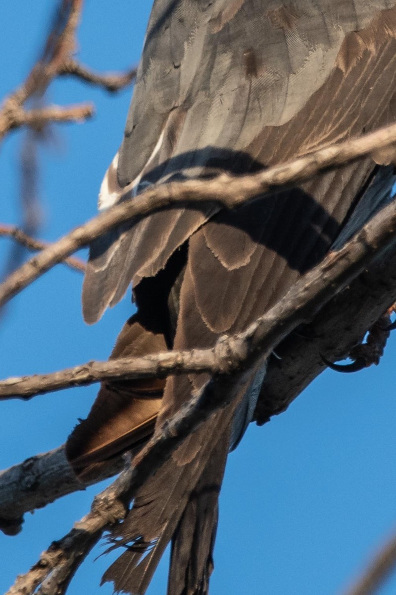 Mississippi Kite - ML168316831