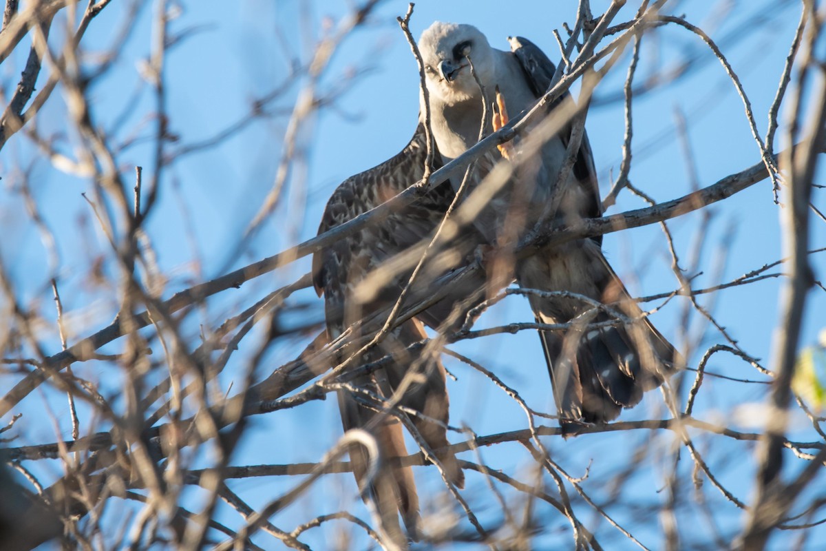 Mississippi Kite - ML168316861