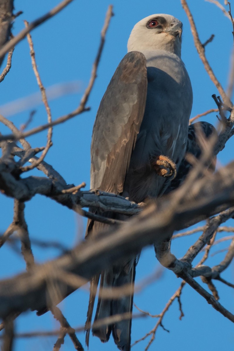 Mississippi Kite - ML168316871