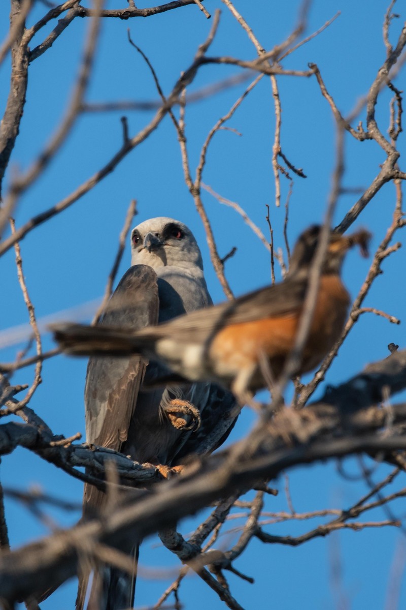 Mississippi Kite - ML168316891