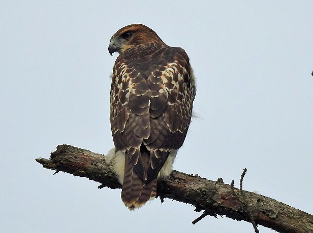 Red-tailed Hawk - ML168317311