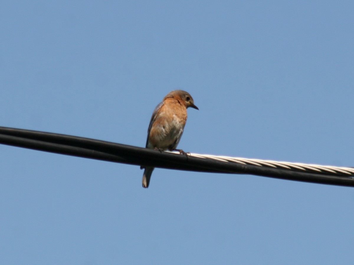 Eastern Bluebird - ML168317761