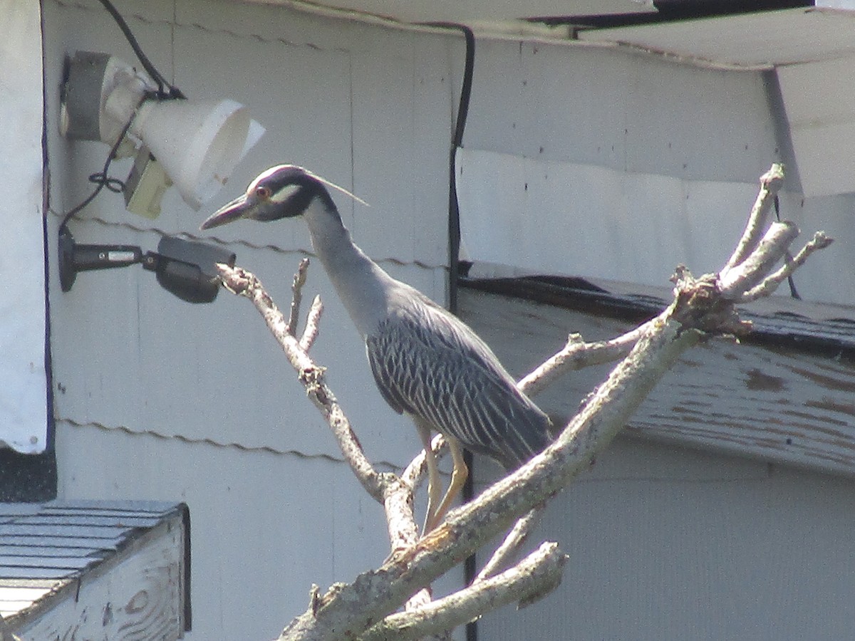 Yellow-crowned Night Heron - ML168318741