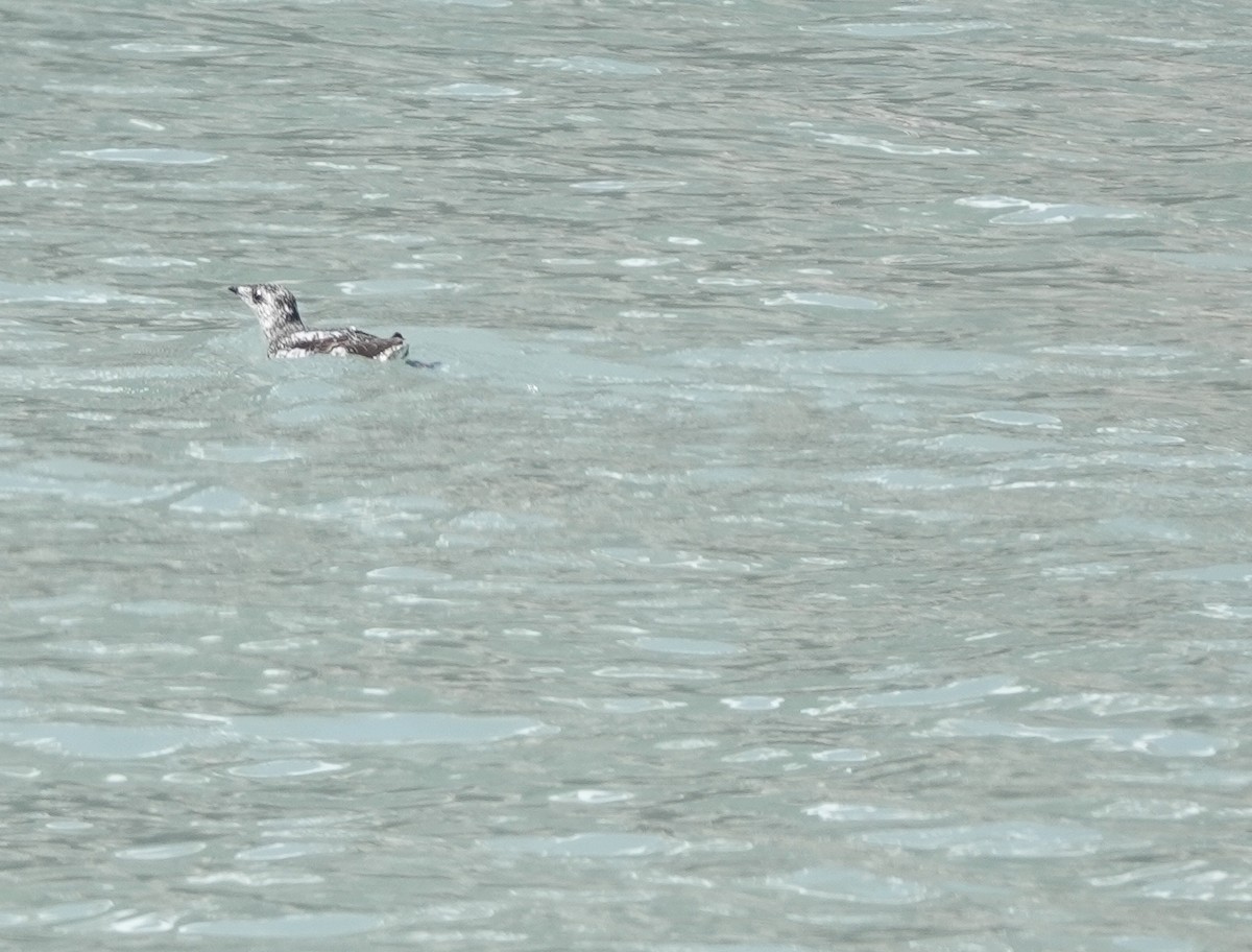 Kittlitz's Murrelet - ML168321021