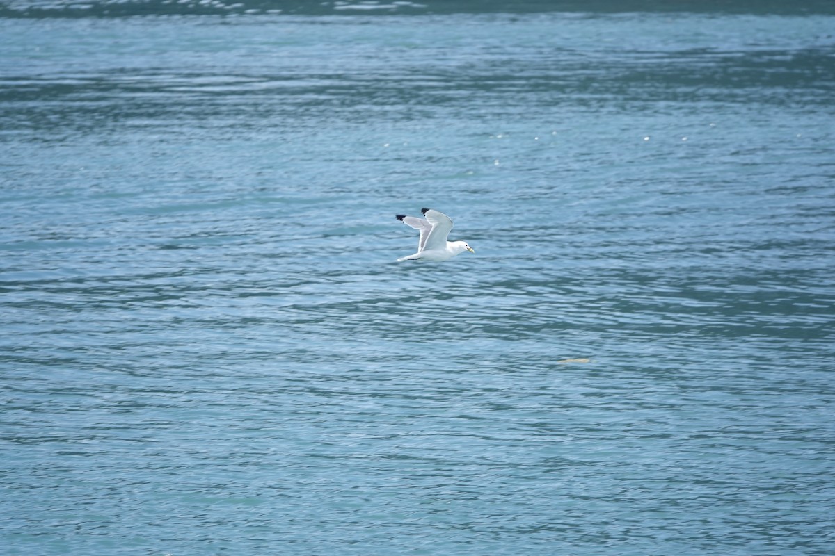 Black-legged Kittiwake - ML168321221