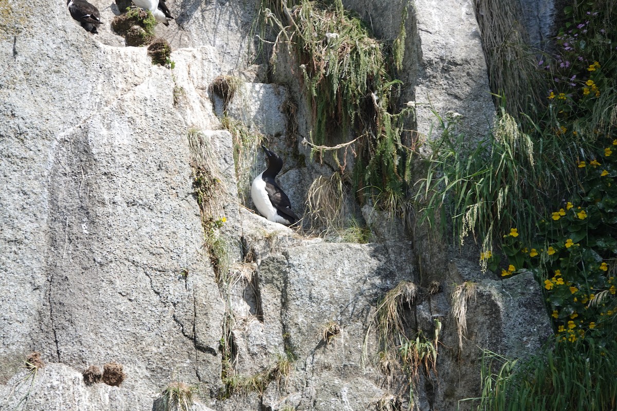 Thick-billed Murre - ML168321401