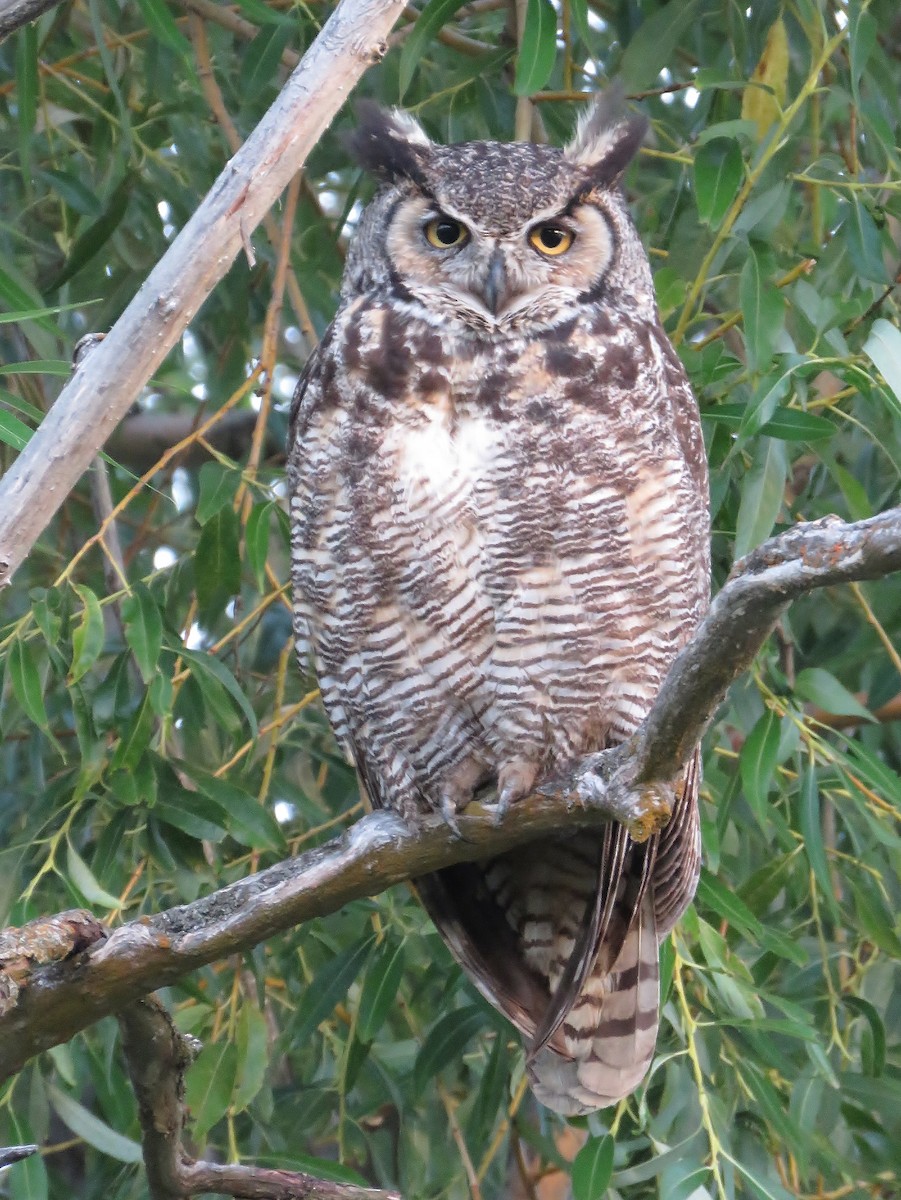 Great Horned Owl - ML168321521