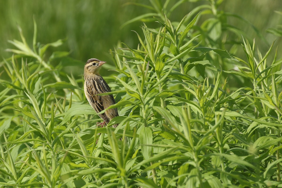 Bobolink - Ezra Staengl