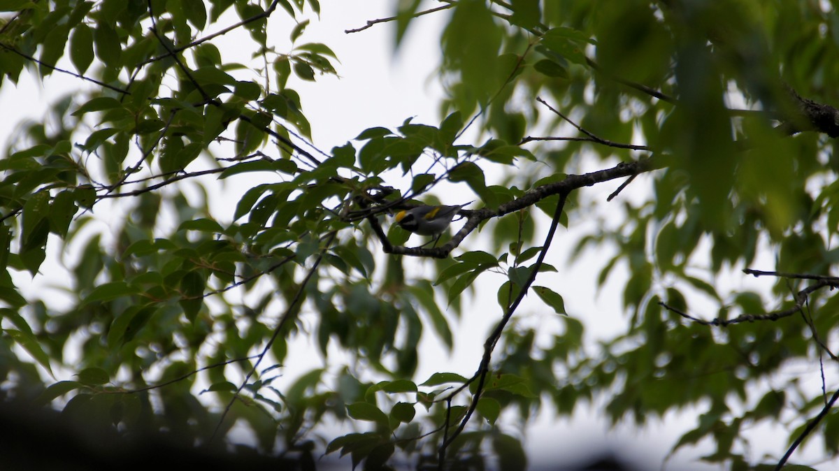 Golden-winged Warbler - Maxwell Ramey
