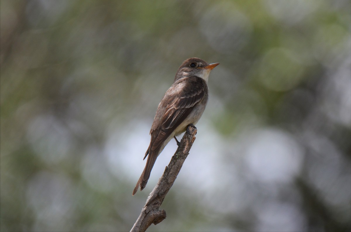 Western Wood-Pewee - Jeff Sexton