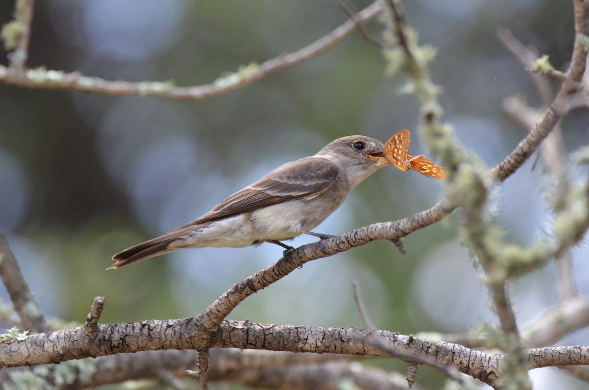 Western Wood-Pewee - ML168325001