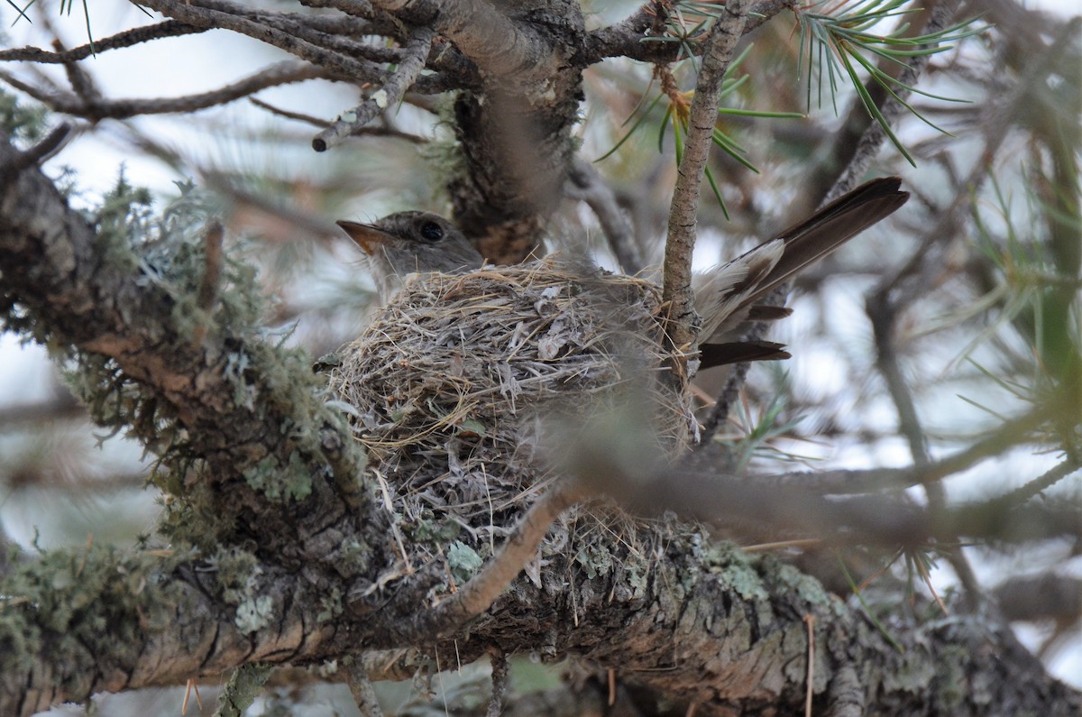 Western Wood-Pewee - ML168325611