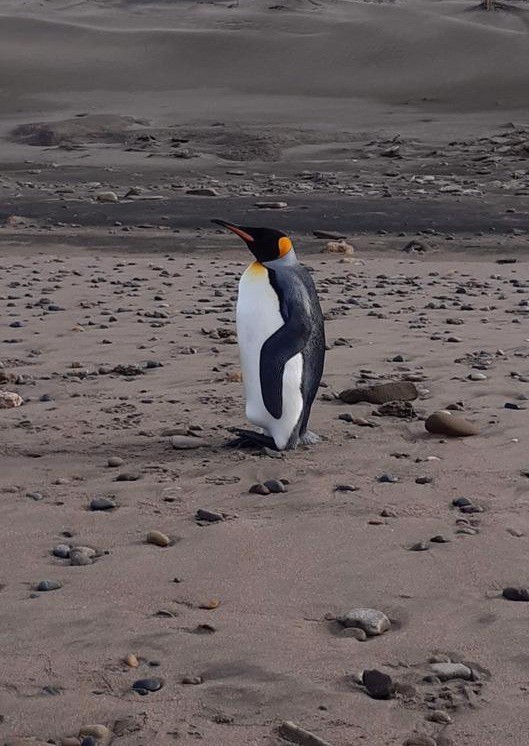 tučňák patagonský - ML168325821