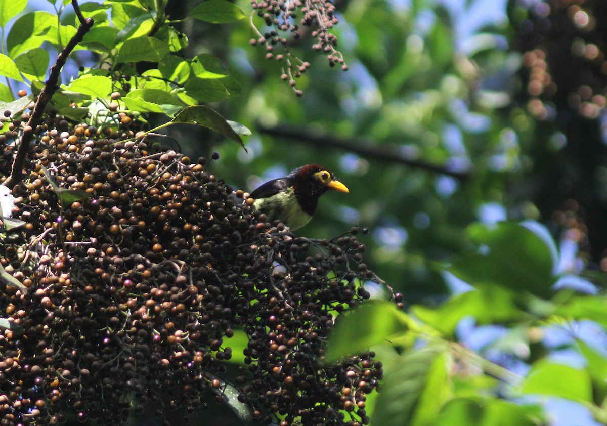 Yellow-billed Barbet - Tom Beeke