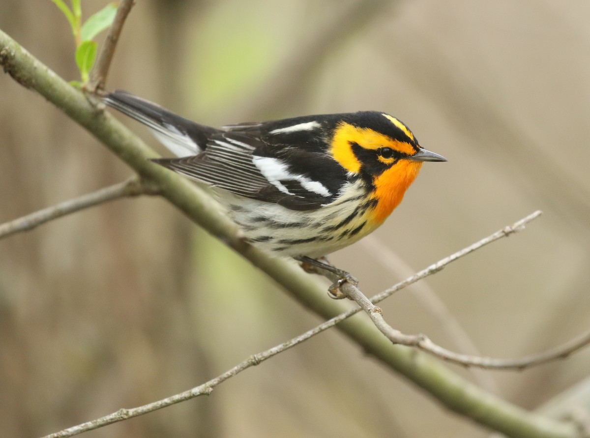 Blackburnian Warbler - ML168328151