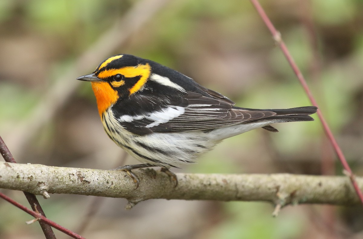 Blackburnian Warbler - ML168328191