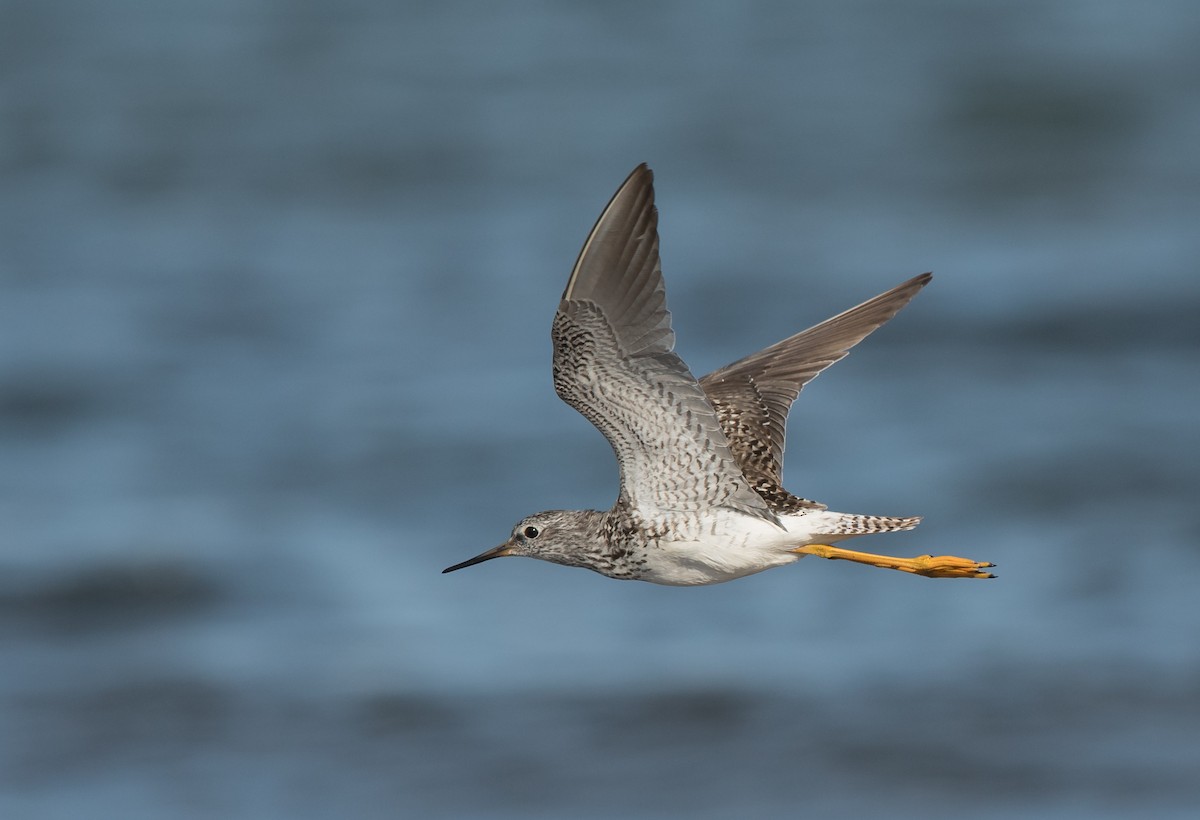 Lesser Yellowlegs - Peggy Scanlan