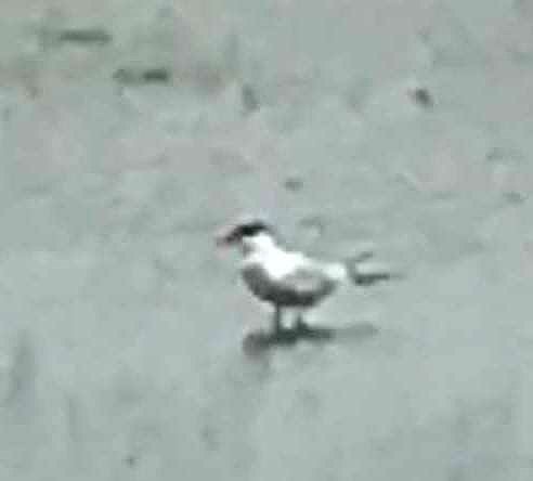 Caspian Tern - ML168329131