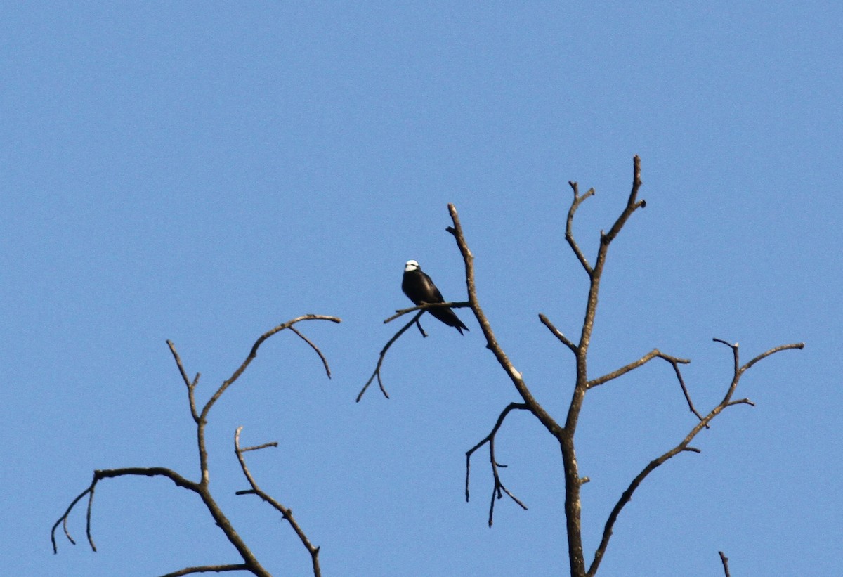 White-headed Sawwing - ML168329181