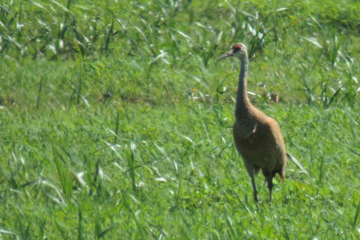 Grulla Canadiense - ML168334031