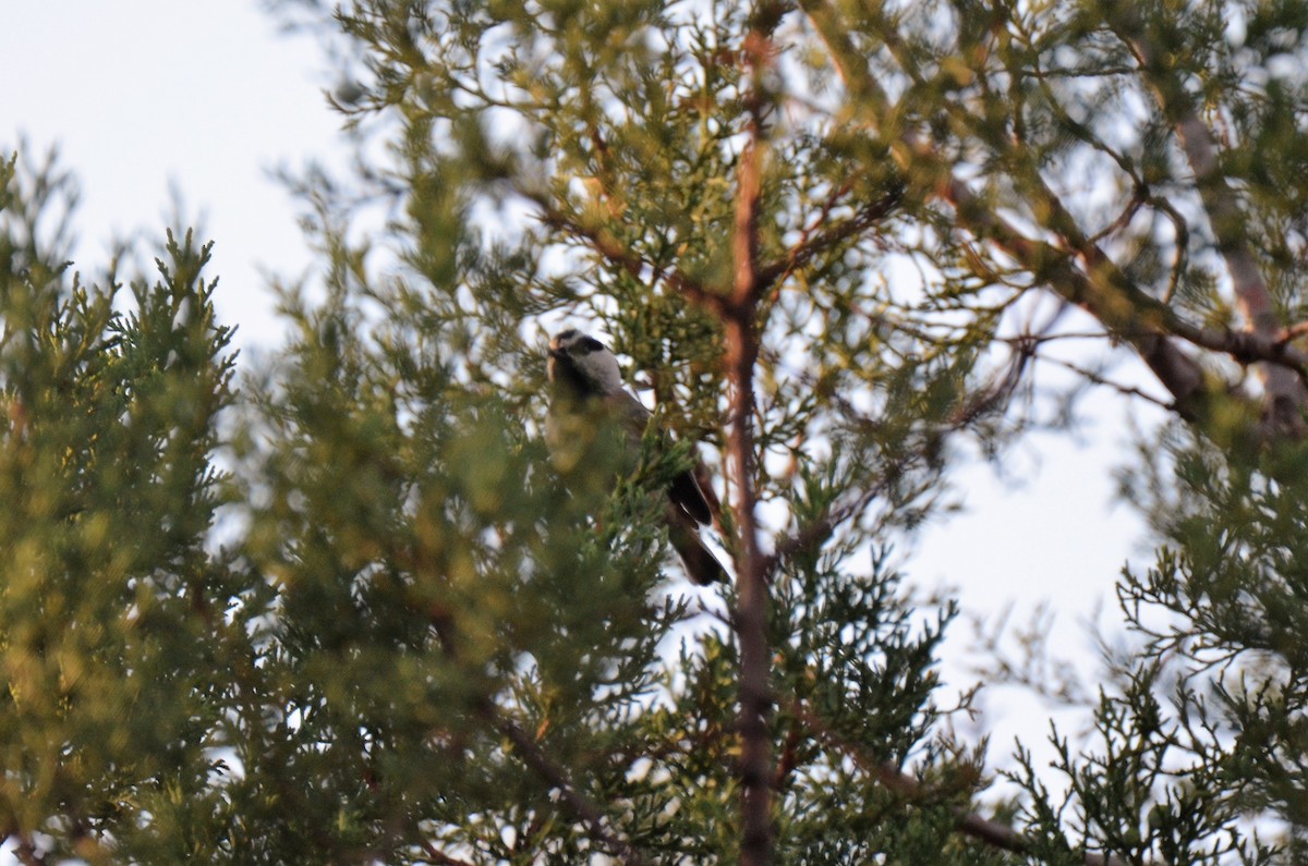 Mountain Chickadee - ML168334211