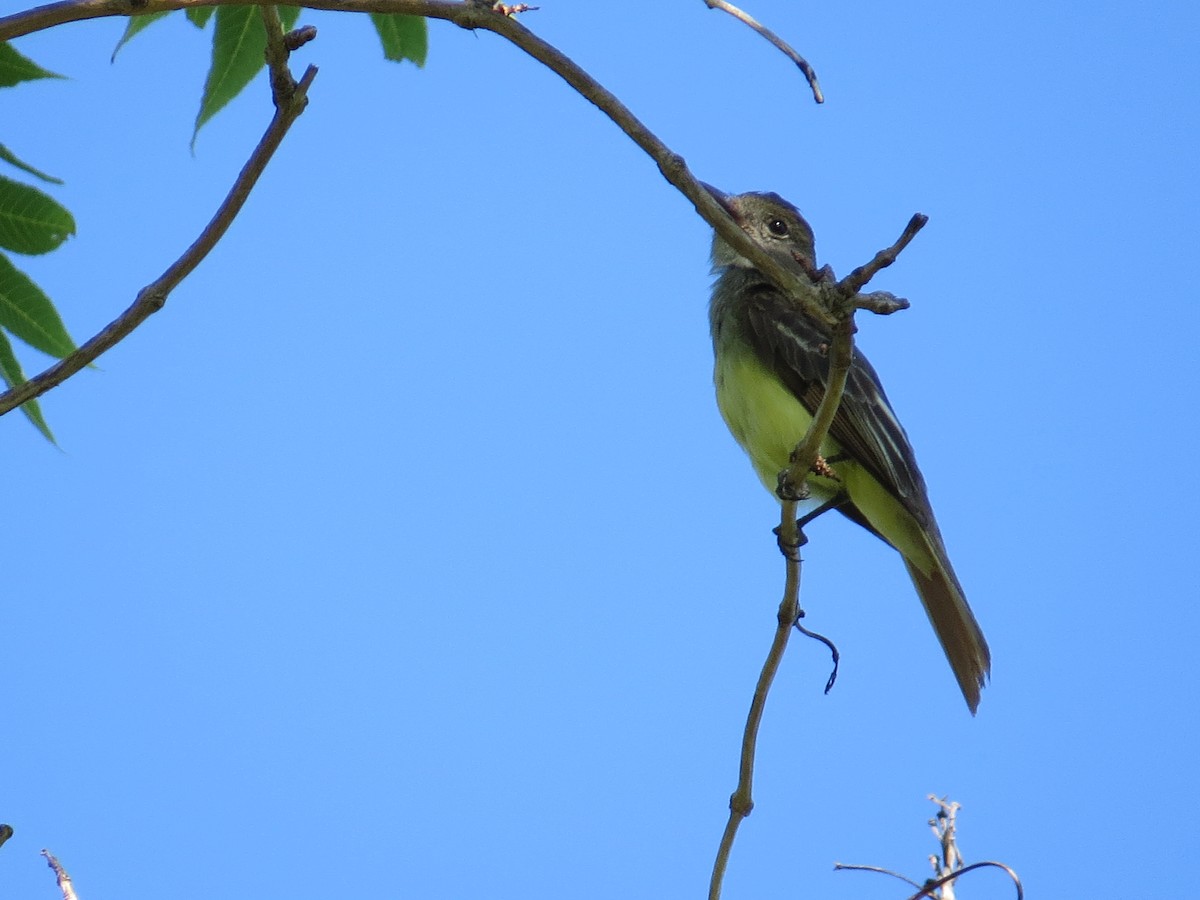 Great Crested Flycatcher - ML168334441