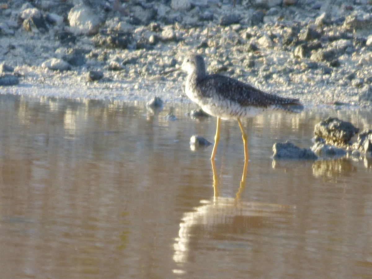 Greater Yellowlegs - ML168334511