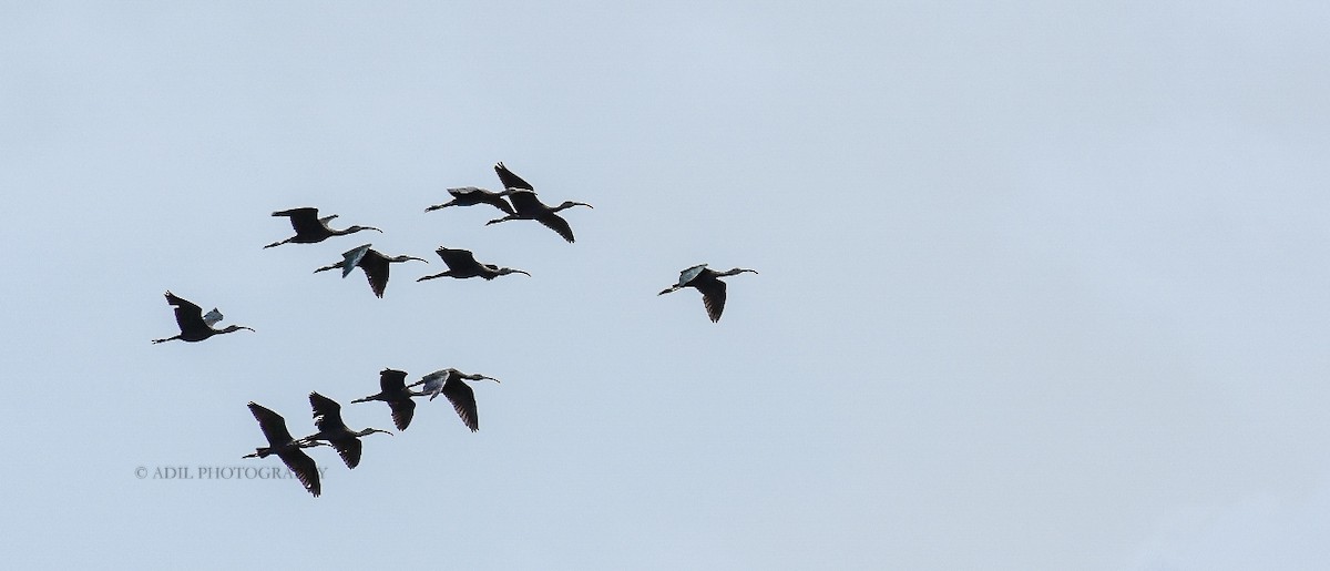 ibis hnědý - ML168336521