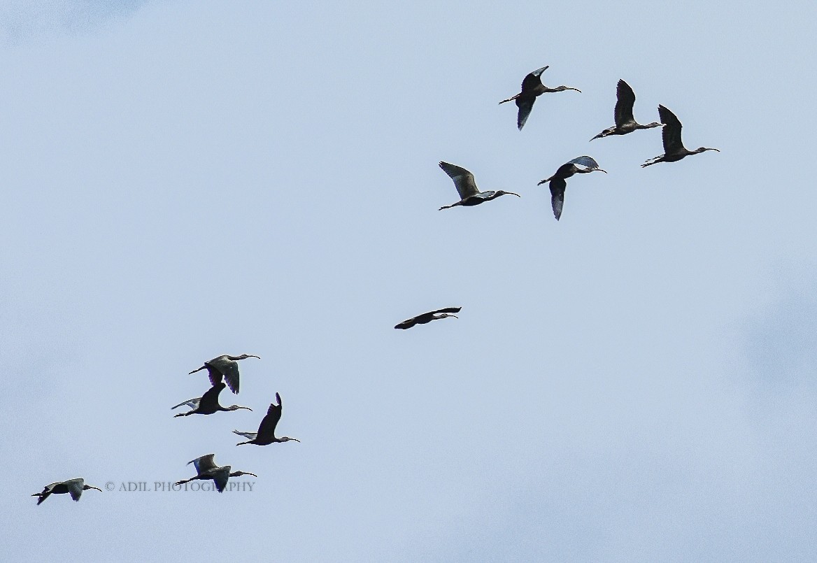 ibis hnědý - ML168336541