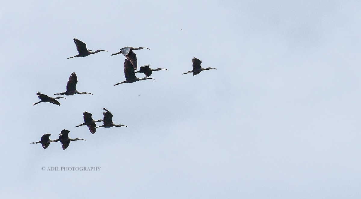 ibis hnědý - ML168336581