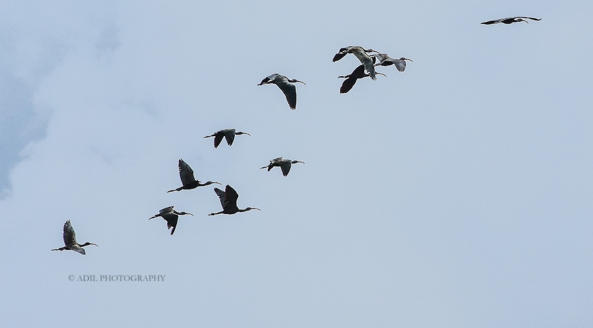 ibis hnědý - ML168336591