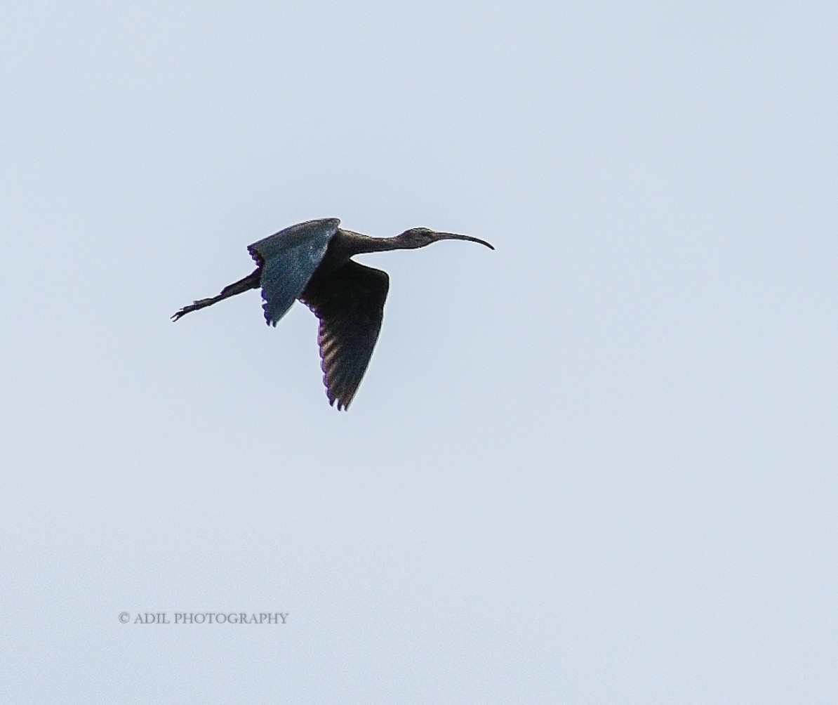 Glossy Ibis - ML168336601