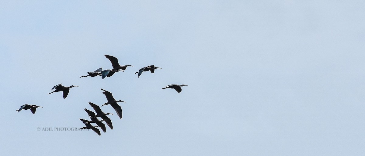 Glossy Ibis - ML168336661