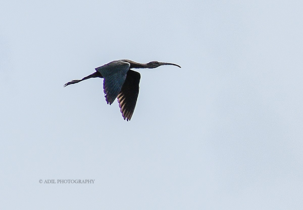 Glossy Ibis - ML168336701