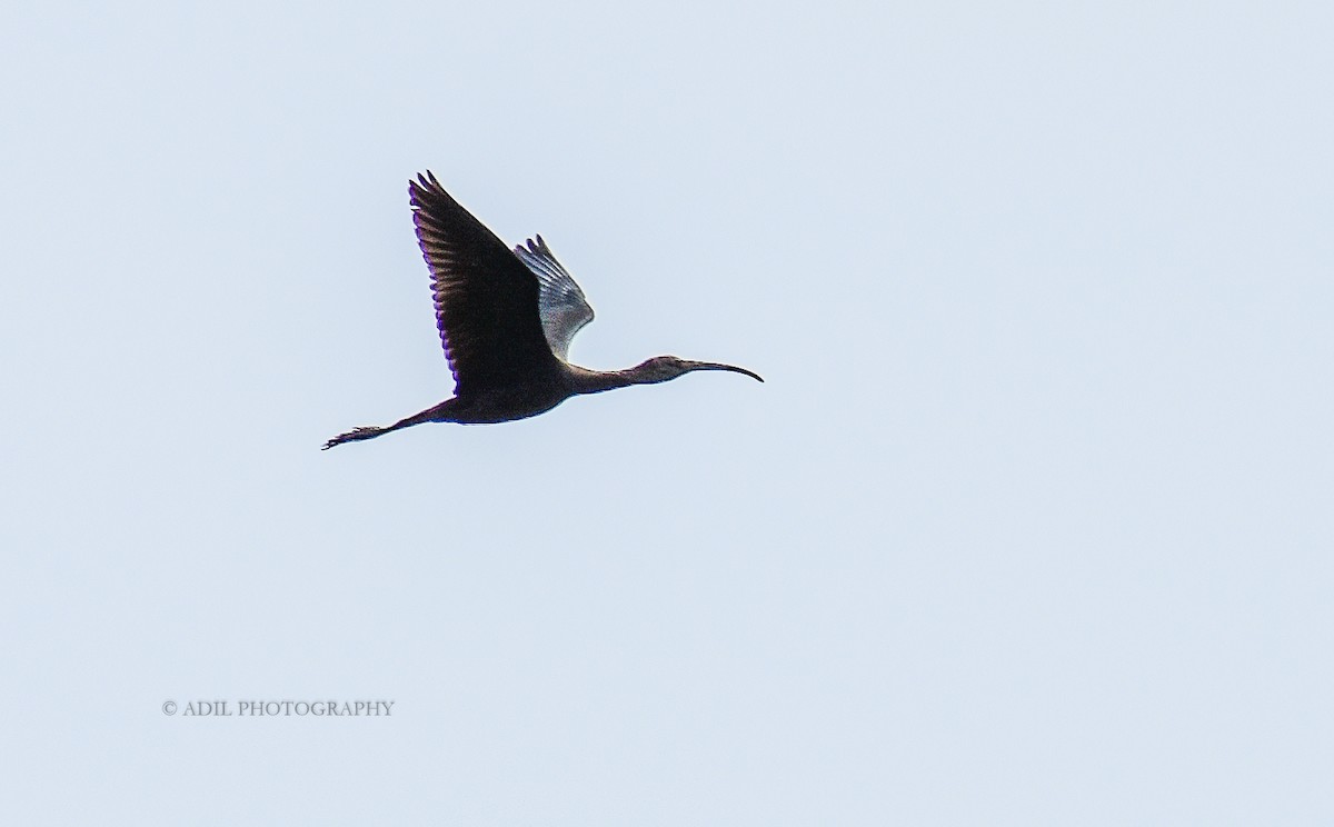 Glossy Ibis - ML168336711