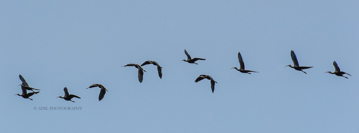 ibis hnědý - ML168336821