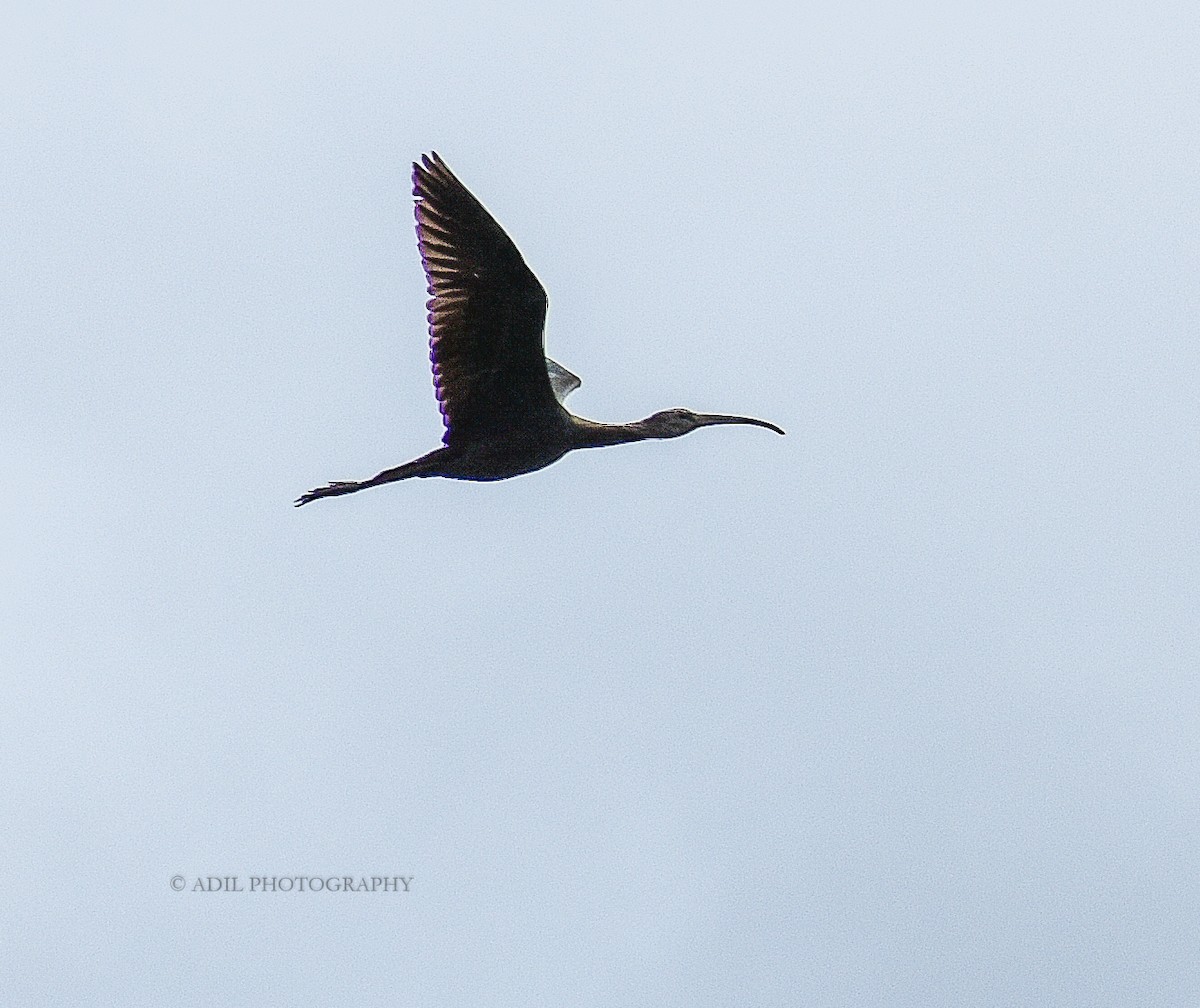 Glossy Ibis - ML168336871