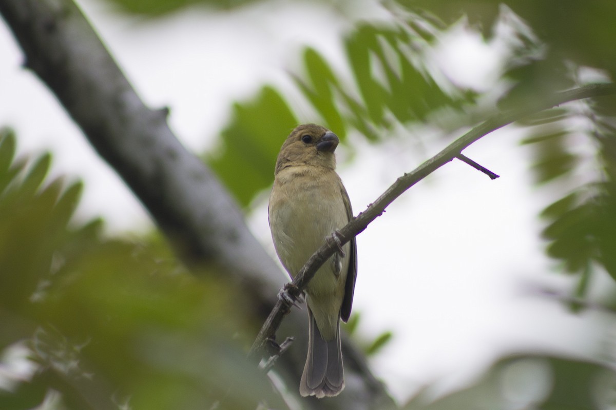 Gray Seedeater - Maickerson Campos García