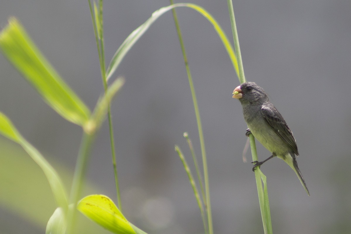 Gray Seedeater - Maickerson Campos García